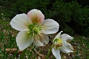 71 Rose di Natale (Helleborus Niger) in primavera